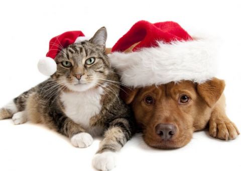 ONG em Manaus realiza campanha de arrecadação de ração para animais resgatados