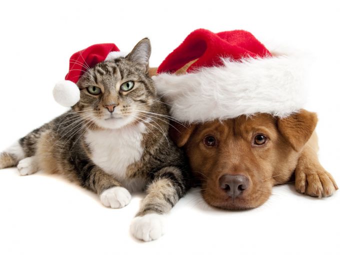 ONG em Manaus realiza campanha de arrecadação de ração para animais resgatados