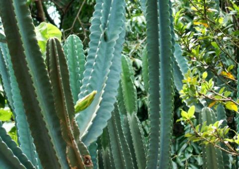 Mandacaru: da poesia à medicina 