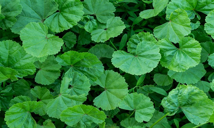 Contra febres e hemorragias, chá de Carpineira