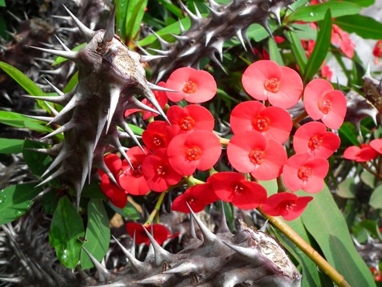 Usada como planta ornamental, 'Coroa de Cristo' pode causar lesões na pele