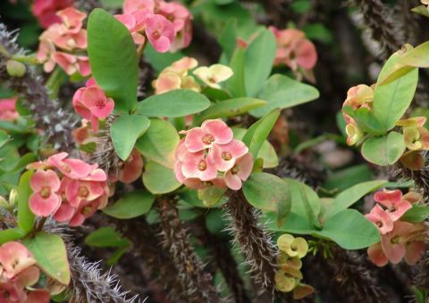 Usada como planta ornamental, 'Coroa de Cristo' pode causar lesões na pele