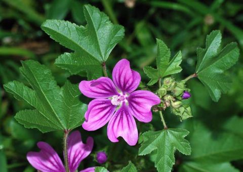 Malva da Índia combate inflamações intestinais