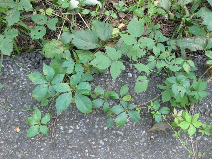 Hera, planta religiosa e medicinal