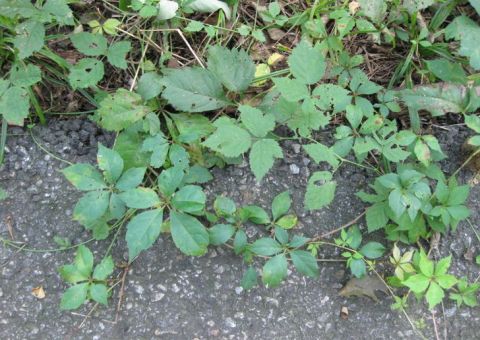 Hera, planta religiosa e medicinal