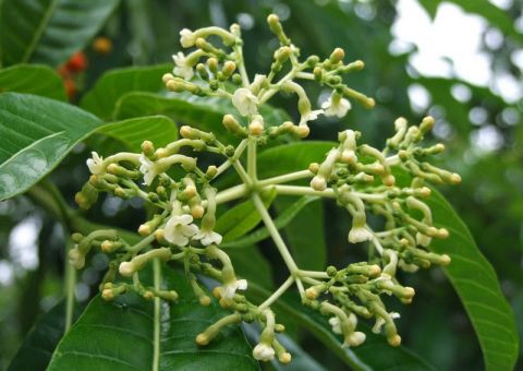 Quinino ajuda a regularizar batimentos cardíacos
