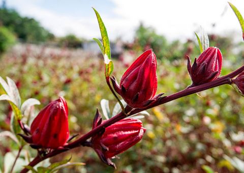 Ácidos da Vinagreira garantem a boa digestão