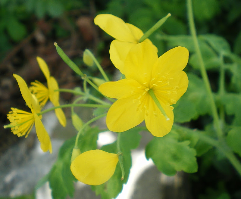 Erva de Andorinha cura verrugas e calos
