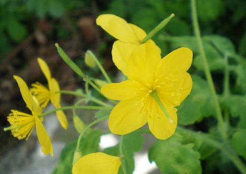 Erva de Andorinha cura verrugas e calos
