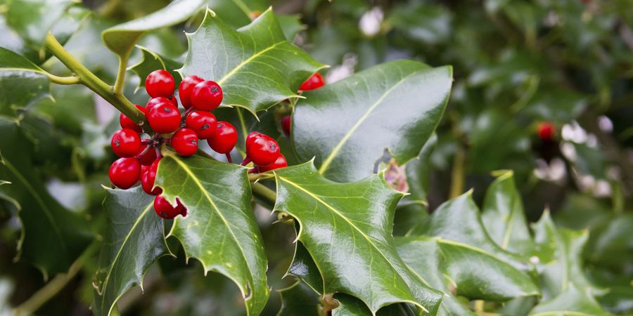 Azevinho combate problemas do fígado