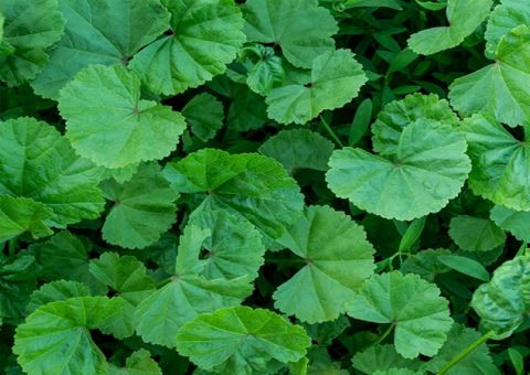 Contra febres e hemorragias, chá de Carpineira