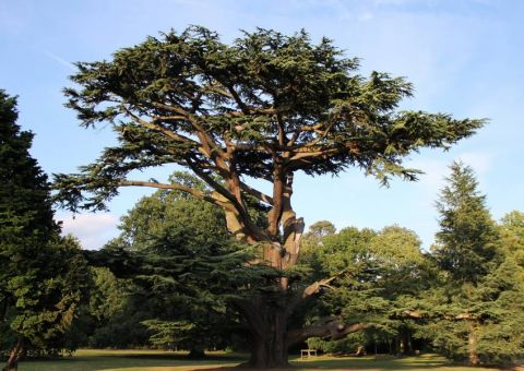 Cedro Rosa cura de disenteria a doenças venéreas