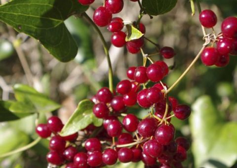  Ácido úrico pode ser tratado com Salsaparrilha