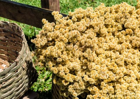 Macela do Campo pode ser usada em casos de disfunções gástricas