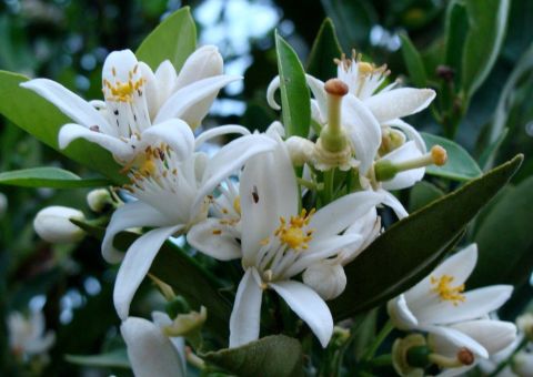 Flor de Laranjeira: da perfumaria à medicina