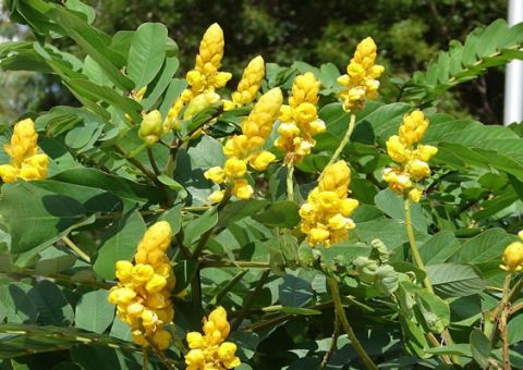 Chá de Sene alivia a prisão de ventre e ajuda a emagrecer