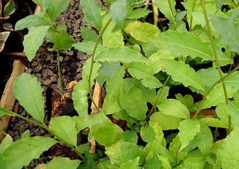 Guiné, erva medicinal ajuda a combater a dor de dente