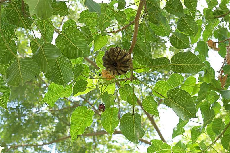 Casca da planta 'Assacú' pode ser usada contra furúnculos   