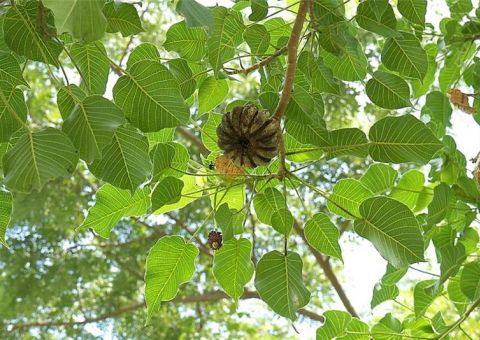 Casca da planta 'Assacú' pode ser usada contra furúnculos   