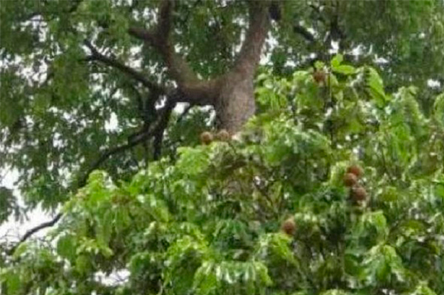 Nativa da Amazônia,'Acapú' auxilia no tratamento de infecções no útero e ovário