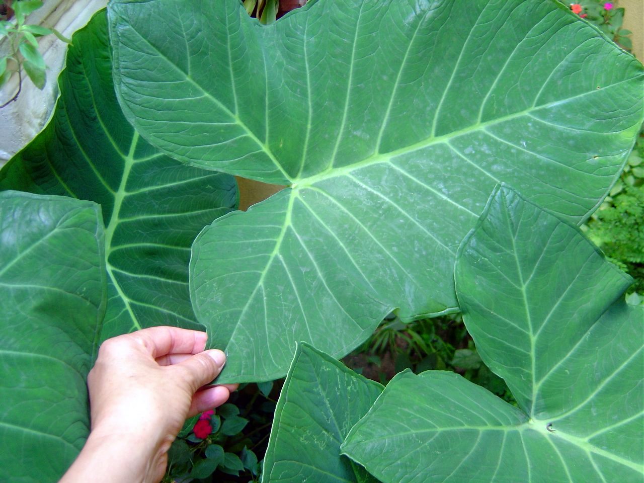 Rica em Vitaminas, conheça os benefícios da 'Taioba' para a saúde 