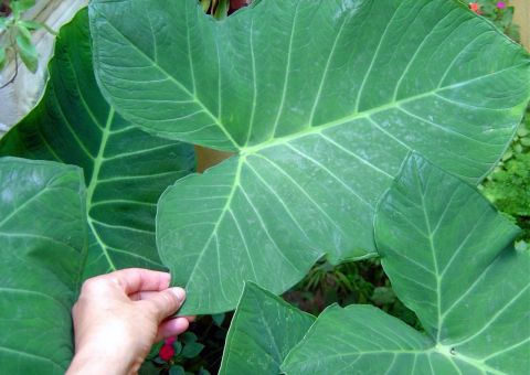 Rica em Vitaminas, conheça os benefícios da 'Taioba' para a saúde 