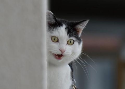  Transtorno bizarro faz homem pensar que seu gato é um espião do FBI