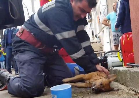 Bombeiro faz respiração boca a boca e massagem cardíaca para salvar cachorro