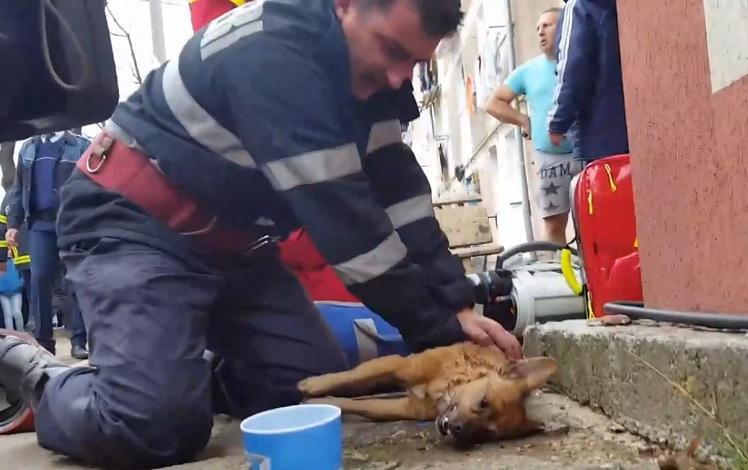 Bombeiro faz respiração boca a boca e massagem cardíaca para salvar cachorro