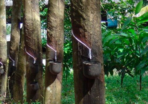 Conab pagará subvenção Federal a 216 extrativistas de Manicoré e Barcelos 