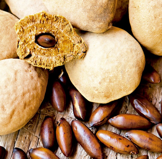 Semente de Cumaru pode melhorar a saúde dos cabelos