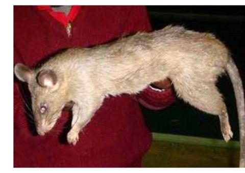 Bebê é devorado vivo por rato gigante 