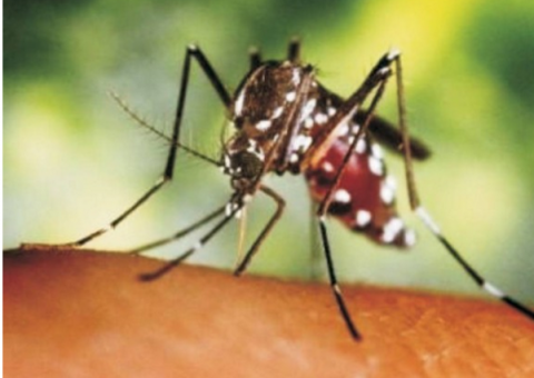 Fiocruz obtém registro de teste para zika, dengue e chikungunya