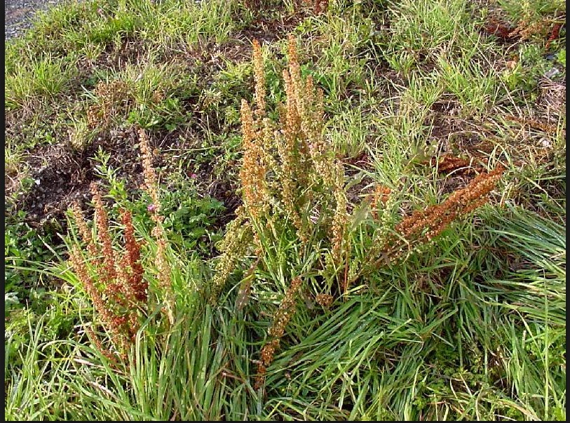Chá de ‘Paciência’ ajuda na cura de doenças na pele 