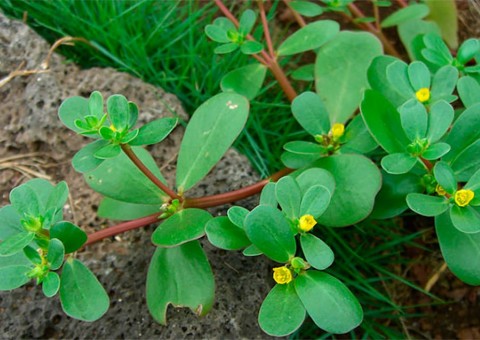 Beldroega pode ser usada como laxante natural e anti-inflamatória