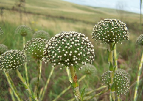Conhecida como 'Sempre-viva', planta ajuda no tratamento de doenças cardíacas