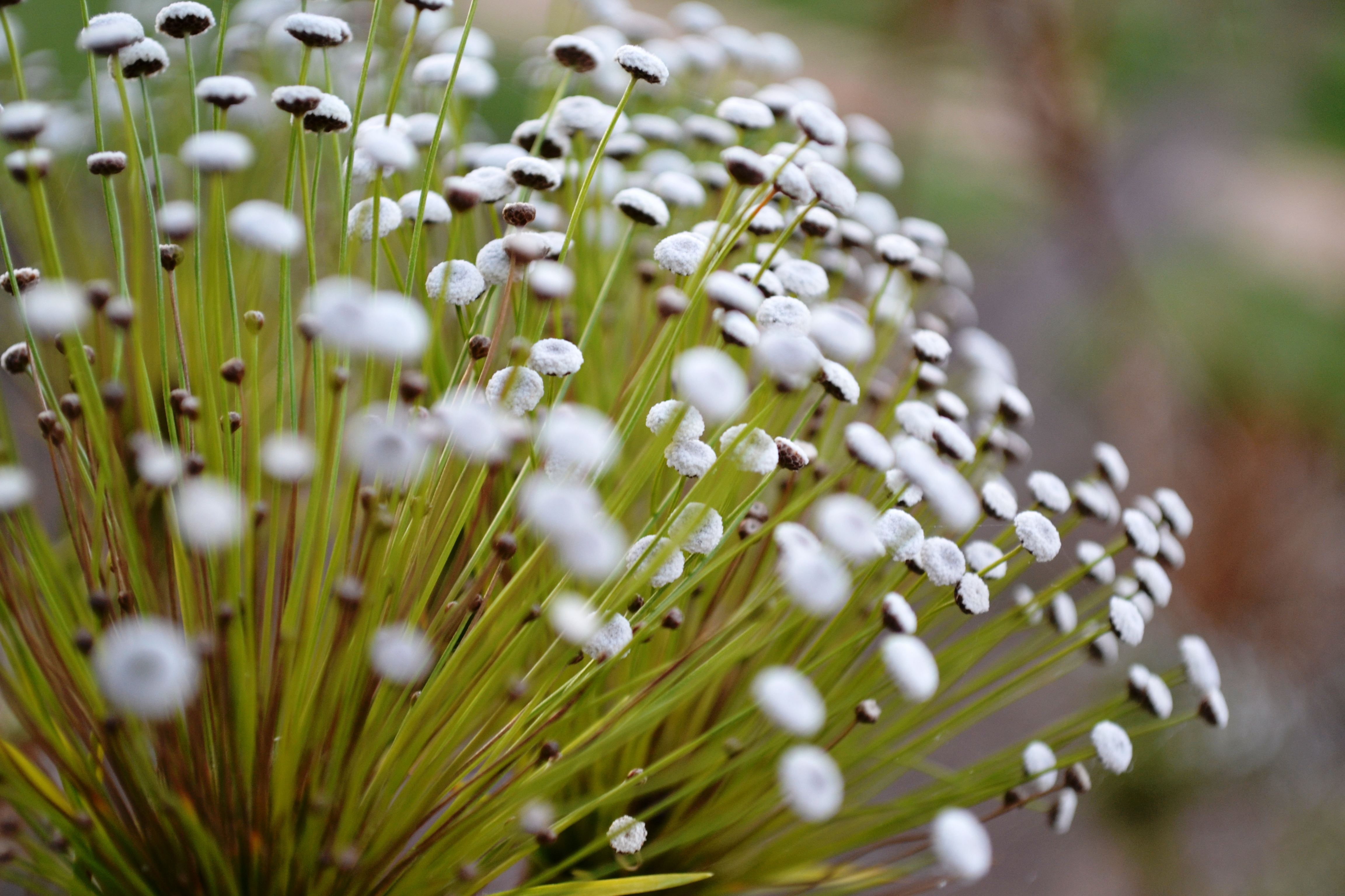 Conhecida como 'Sempre-viva', planta ajuda no tratamento de doenças cardíacas