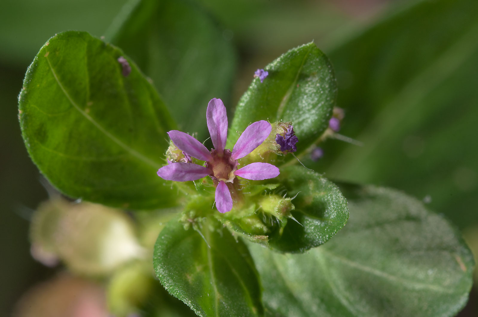 Contra insônia, chá de Sete-sangrias