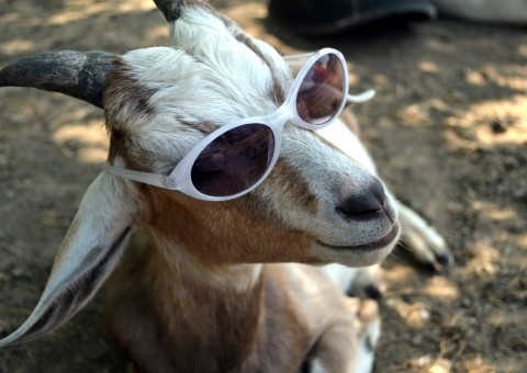 Música natalina de Mariah Carey faz cabras produzirem mais leite