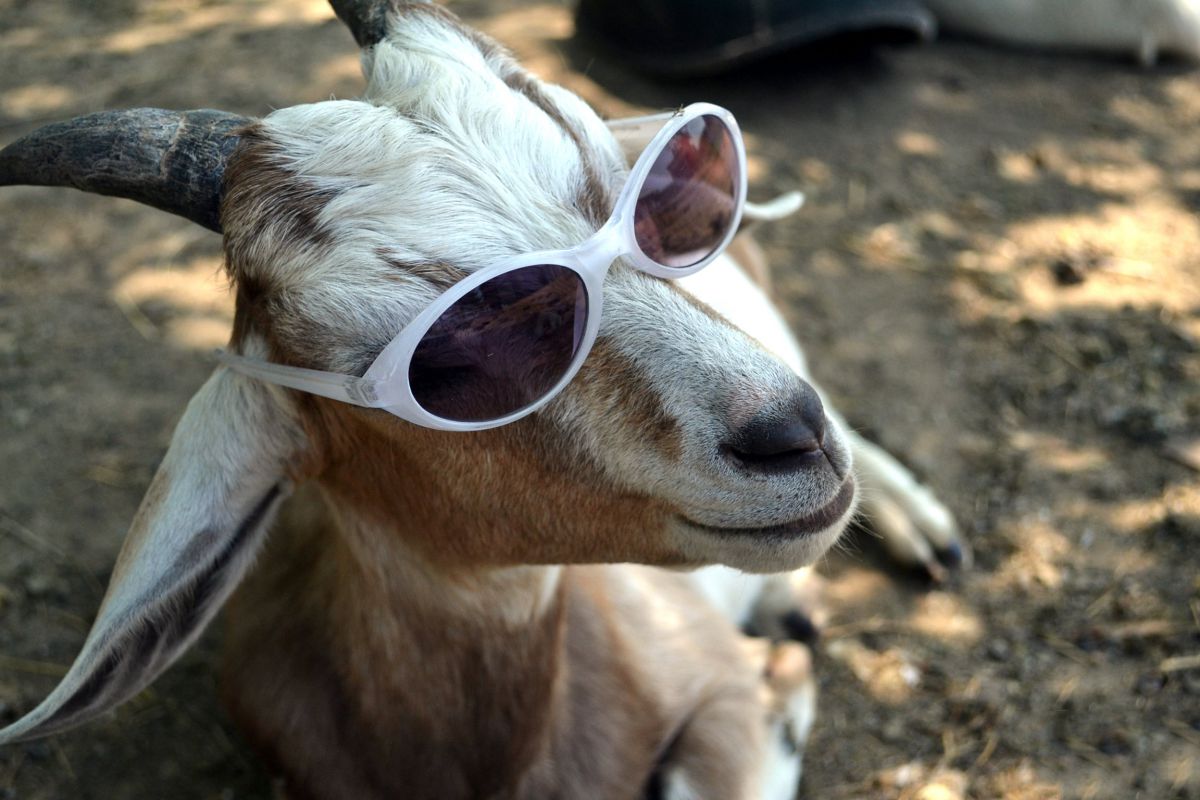 Música natalina de Mariah Carey faz cabras produzirem mais leite