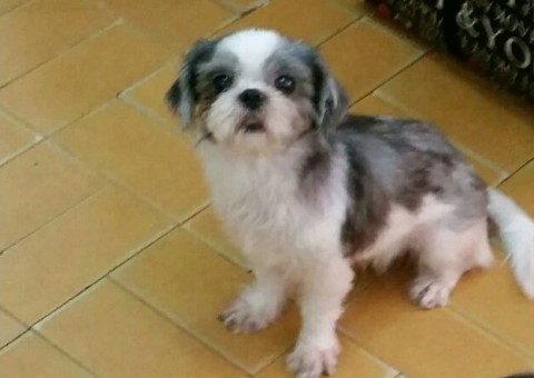 Dona procura desesperada por cachorrinha desaparecida