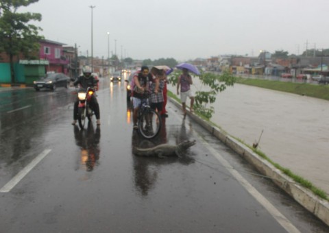 Igarapé transborda e jacarés invadem Manaus