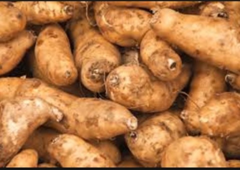 Cará-de-Pedra auxilia no tratamento contra asma