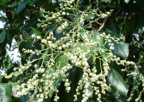 Conhecida como Pau D´Alho, planta pode ajudar a combater as rugas 