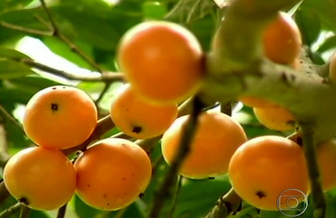 Extrato de Cambucá pode ser usado contra úlceras