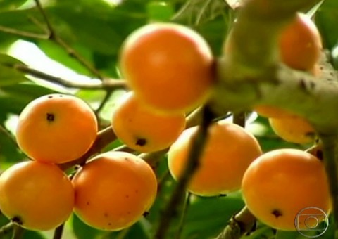 Extrato de Cambucá pode ser usado contra úlceras