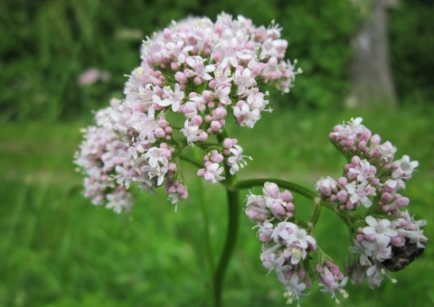 Chá de Valeriana garante sono tranquilo