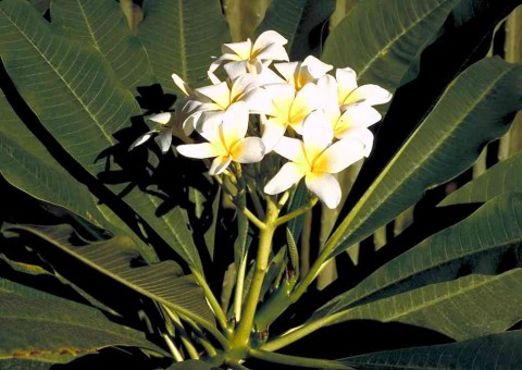 Chá de Agoniada ajuda aliviar cólica menstrual