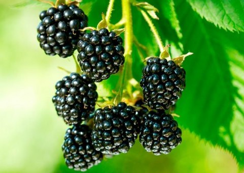 Amora pode ser usada na reposição hormonal