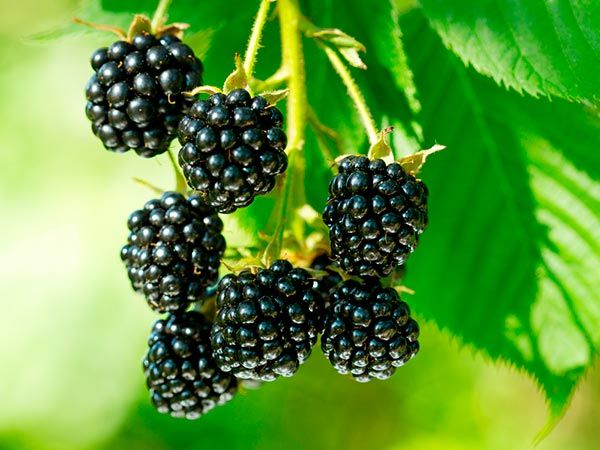 Amora pode ser usada na reposição hormonal